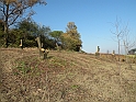 Campagna in autunno 3255.Alberi tagliati sembrano MOAI